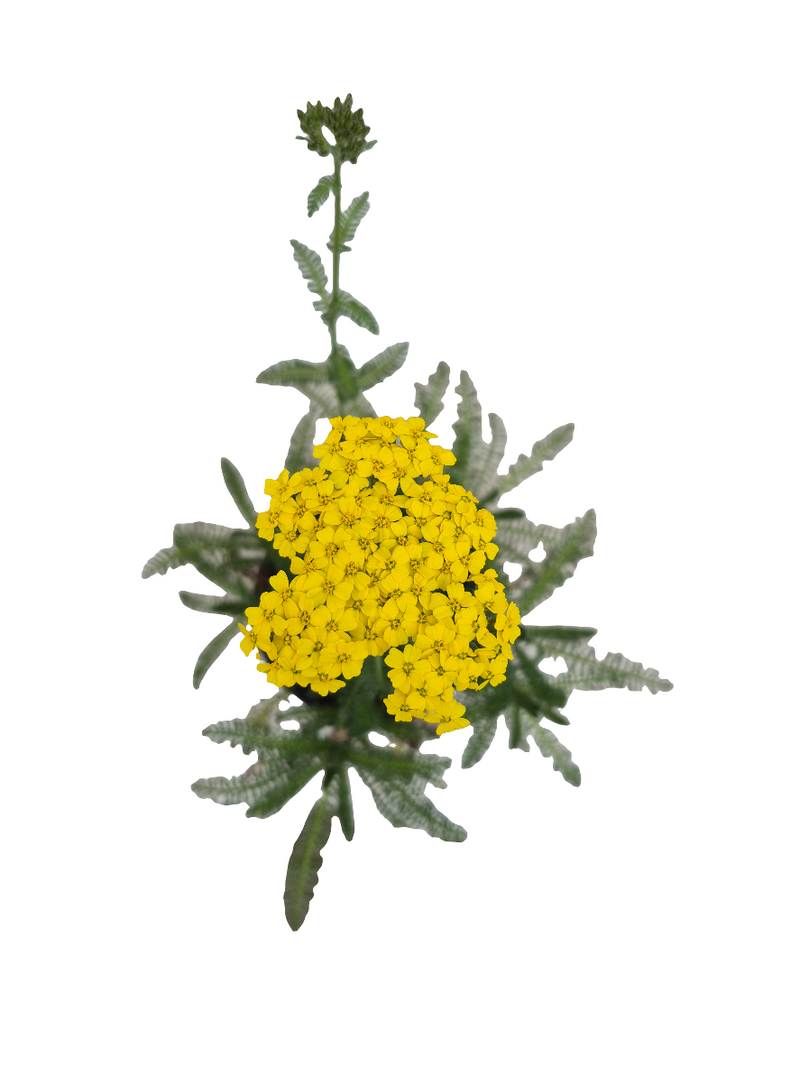 Vallhumall