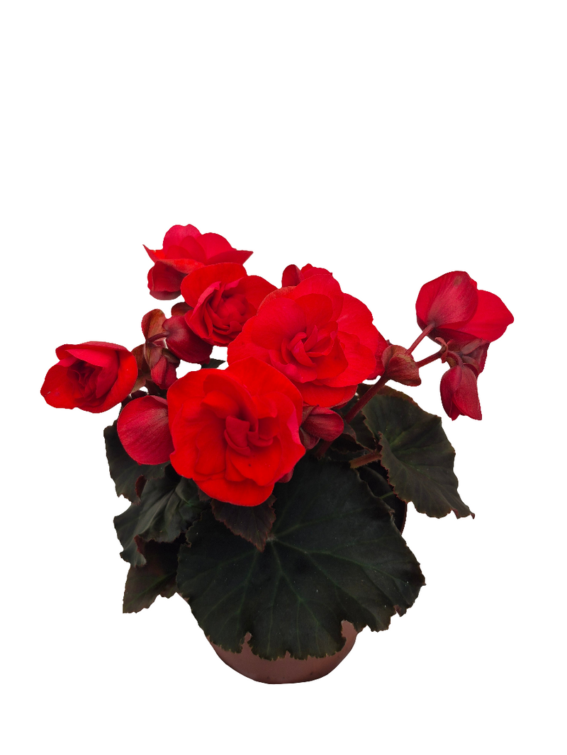 Begonia