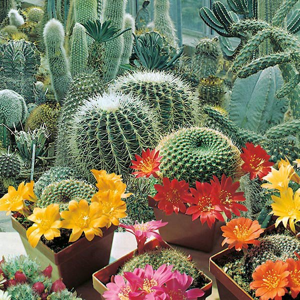 Kaktus - Flowers of the Deserts