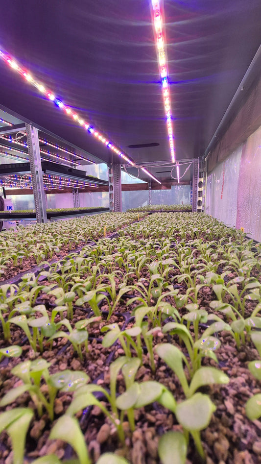 Nýtt ræktunarrými fyrir sumarblóm