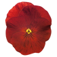 Stjúpa