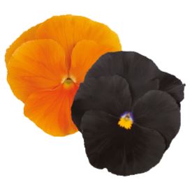 Stjúpa
