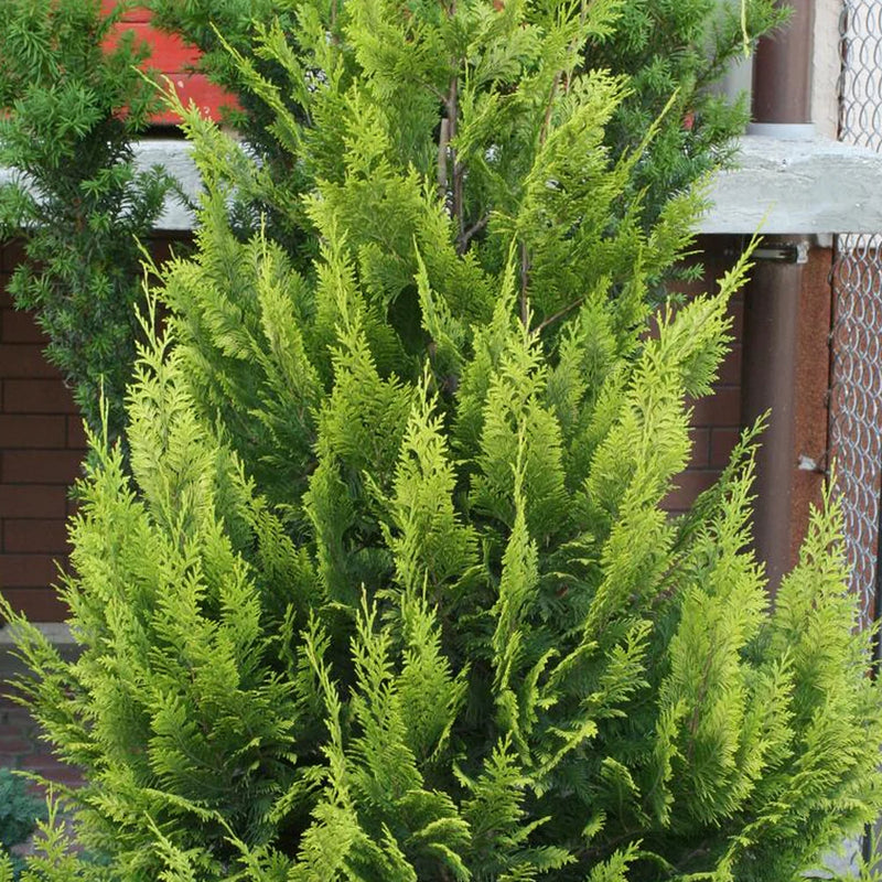 Fagursýprus 'Alumigold'