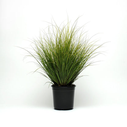 Carex Comans