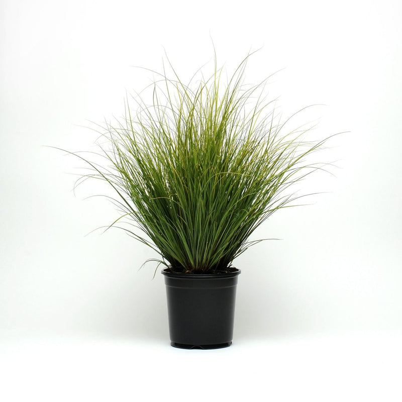 Carex Comans