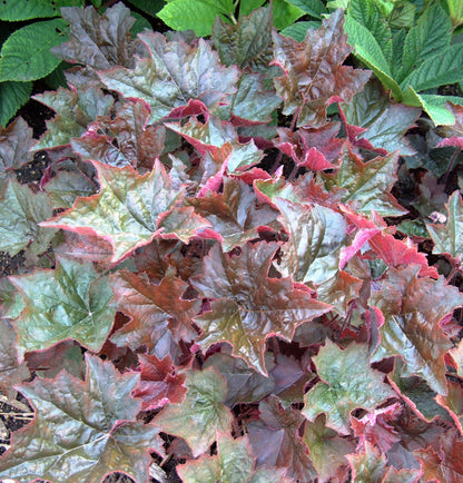 Klettaroði 'Palace Purple'