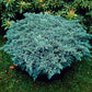 Himalajaeinir ´Blue Star '