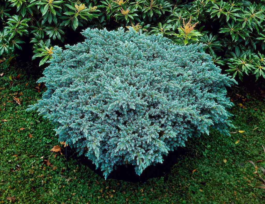 Himalajaeinir ´Blue Star '