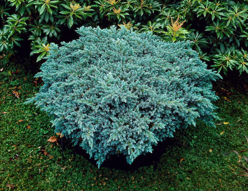 Himalajaeinir ´Blue Star '