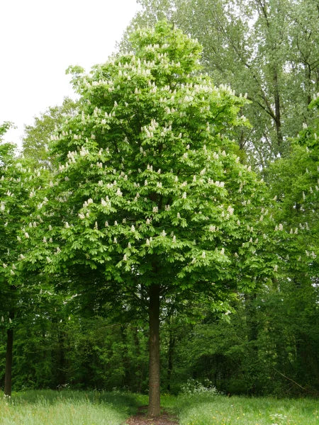 Hrossakastanía