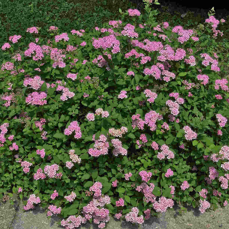 Japanskvistur 'Little princess'