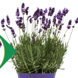 Lavender