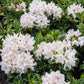 Lyngrós 'Cunningham's White'