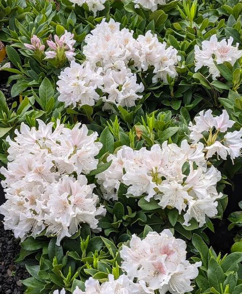 Lyngrós 'Cunningham's White'