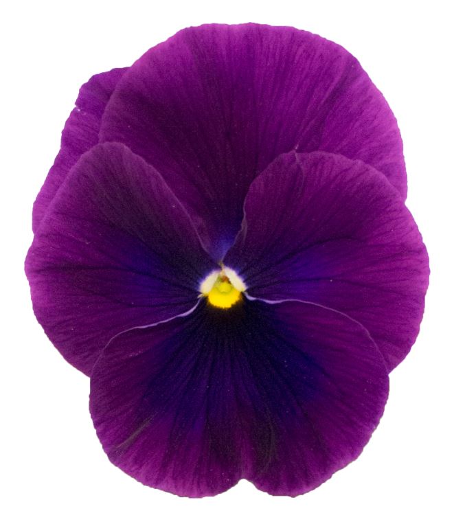 Fjóla