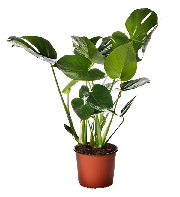 Rifblaðka / Monstera