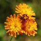 Roðafífill