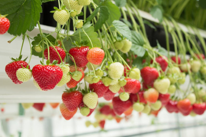 Jarðarber 'Sonsation'