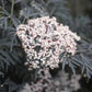 Svartyllir 'Black Lace'