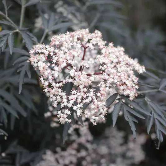 Svartyllir 'Black Lace'