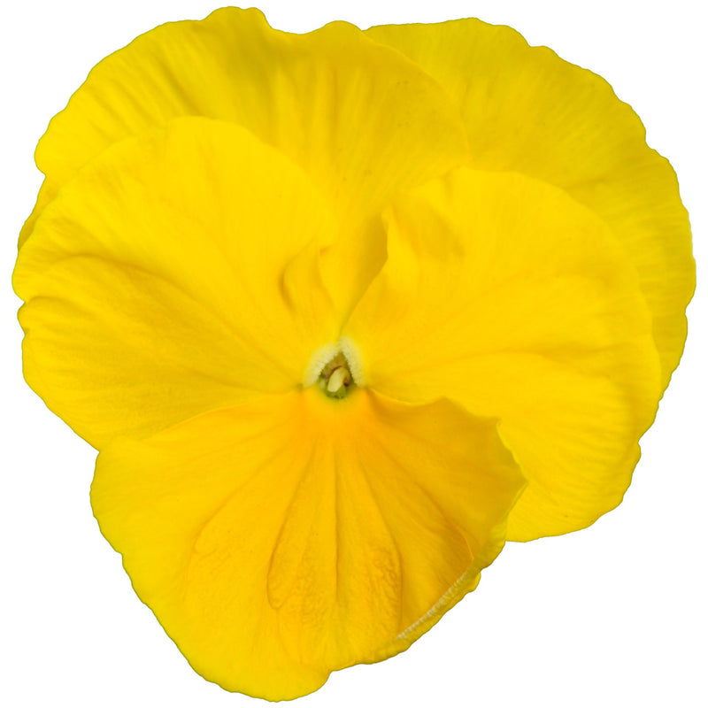 Stjúpa