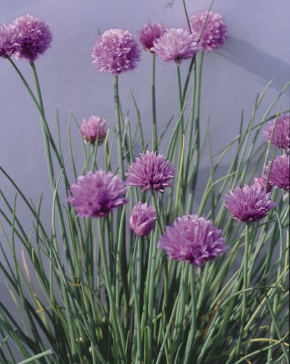 Graslaukur