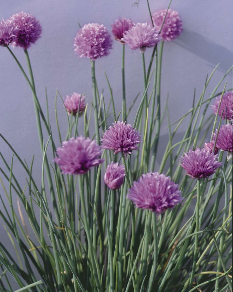 Graslaukur