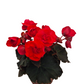 Begonia