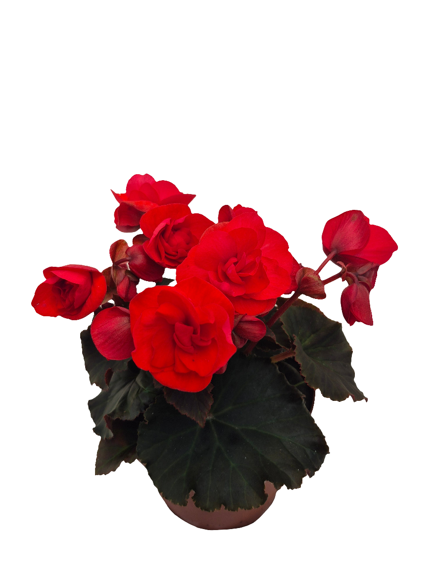 Begonia