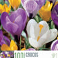 Krókusar - blandaðir 10 stk