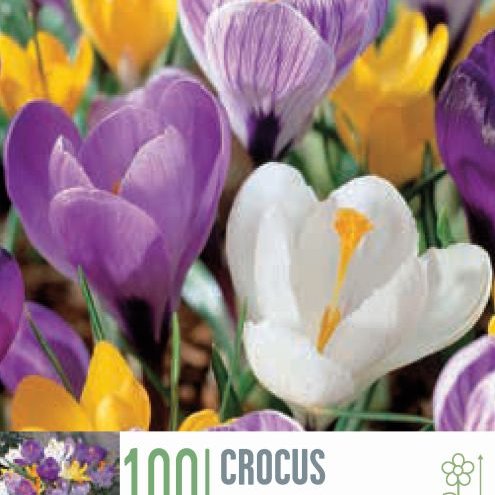 Krókusar - blandaðir 10 stk