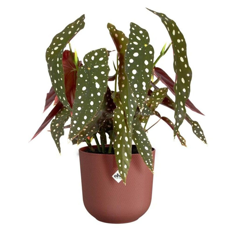 Blómapottur Jazz Ø19 cm Elho rauður