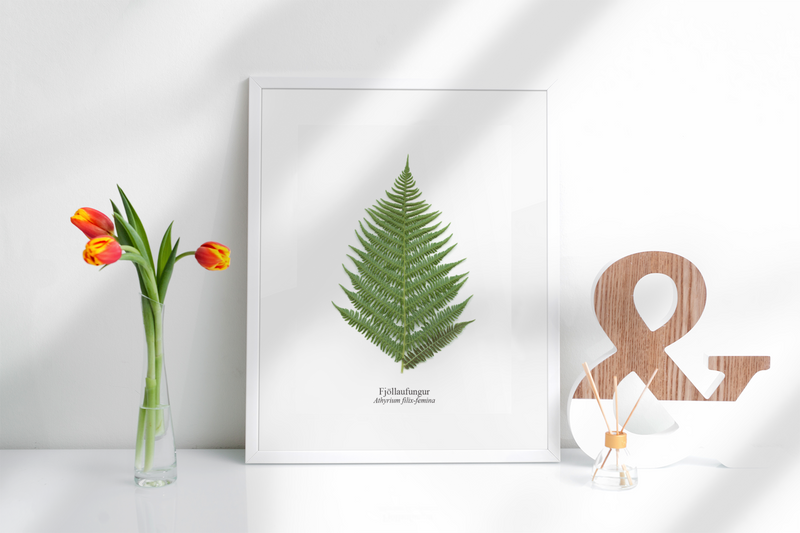 Fjöllaufungur Plöntumynd