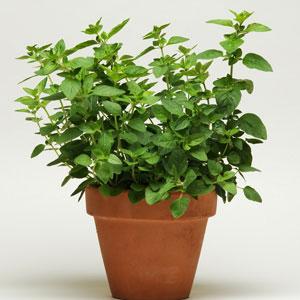 Kjarrmenta, Oregano