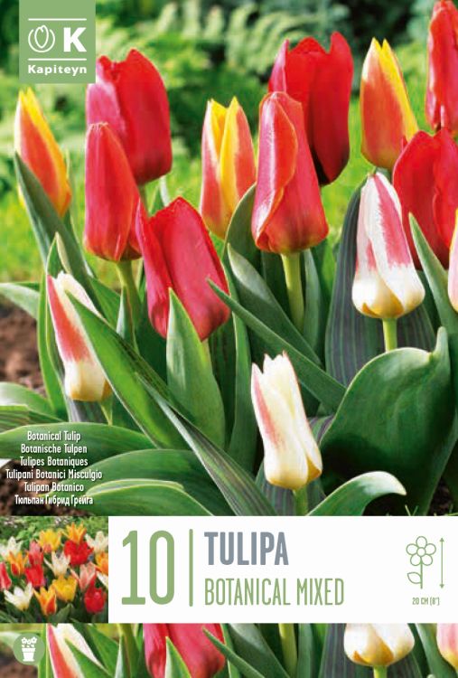 Túlípanar Botanical mixed - blandaðir litir 10 stk