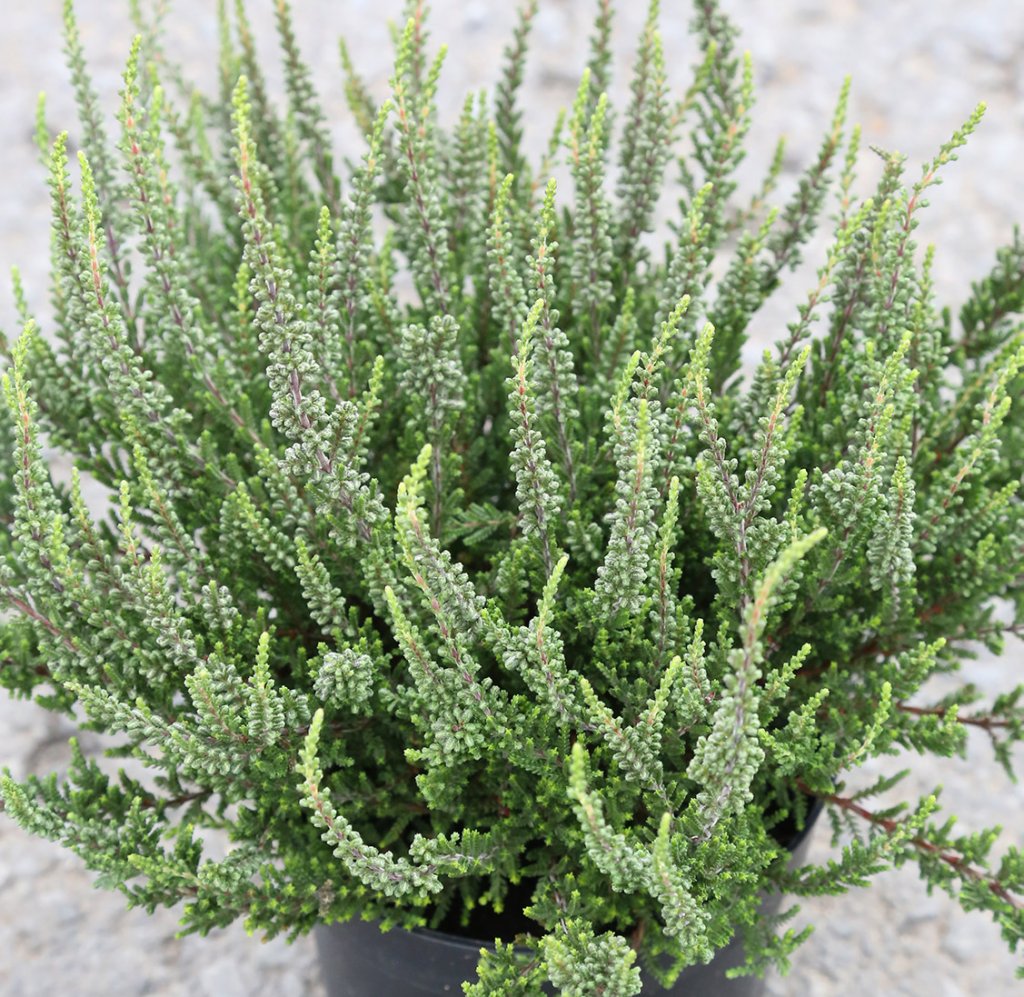 Calluna