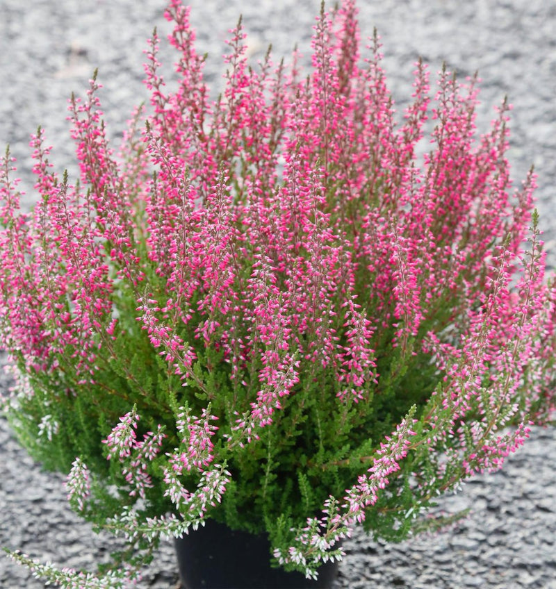 Calluna