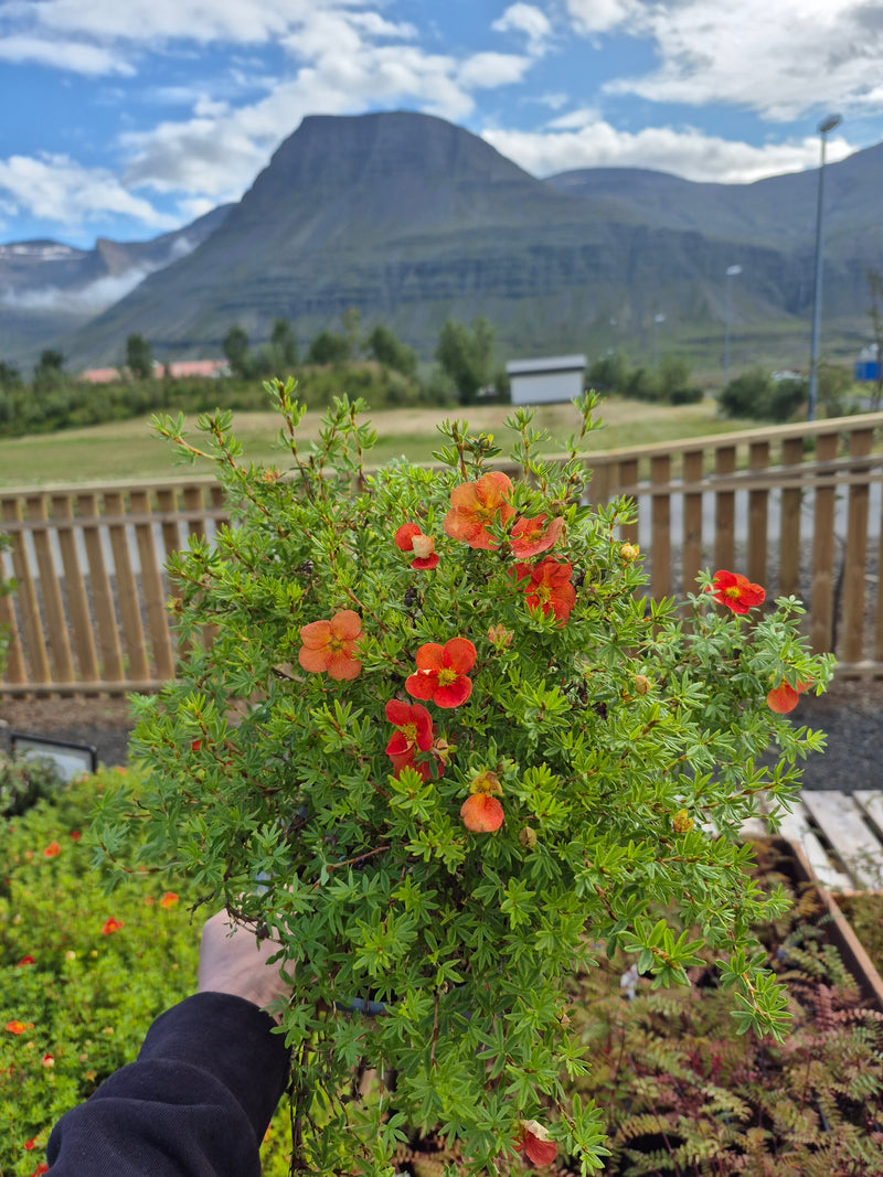 Runnamura 'Red robin'