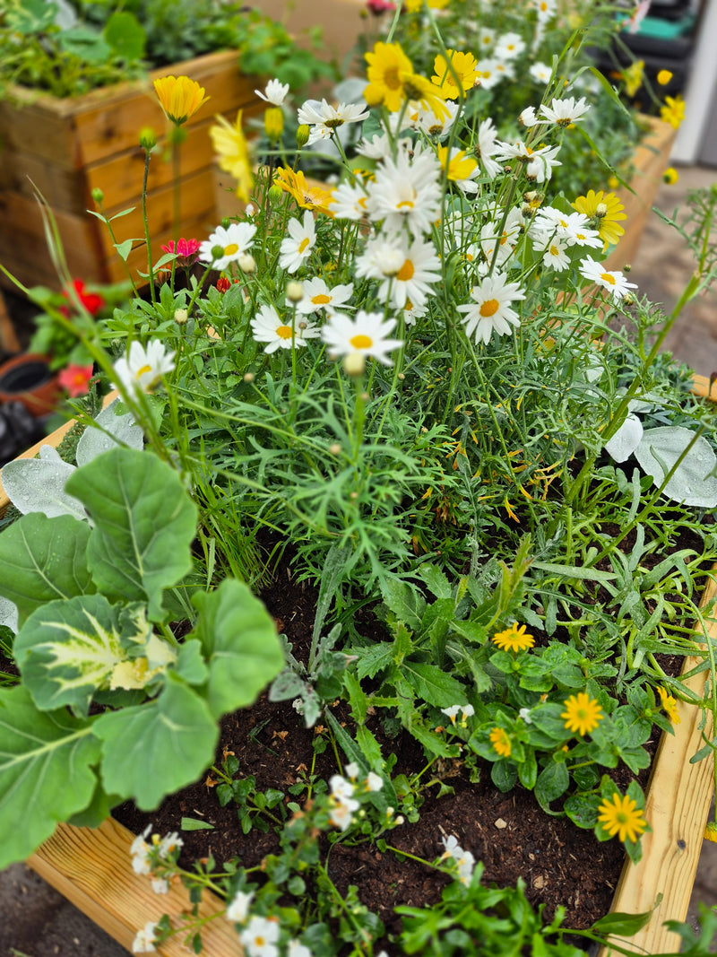 Blómaker í áskrift – Allt árið um kring