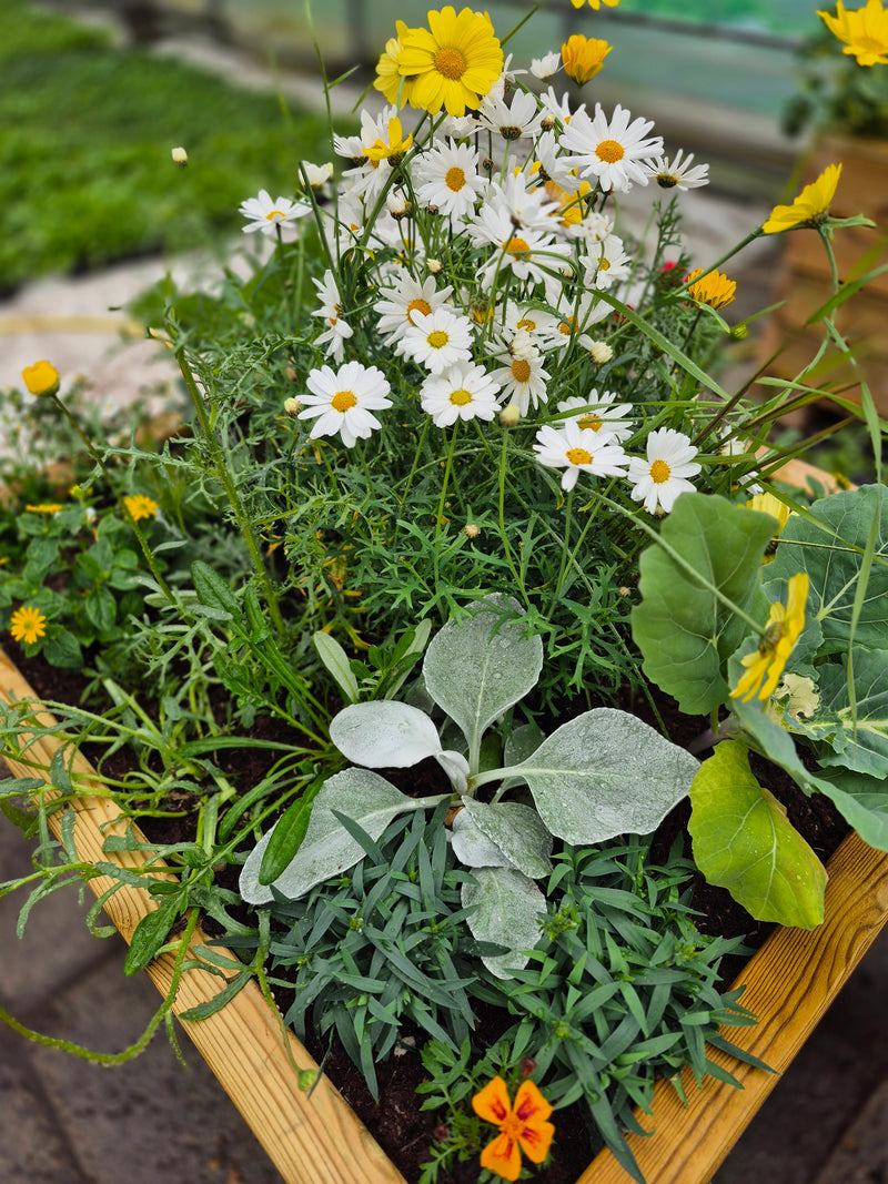 Blómaker í áskrift – Allt árið um kring