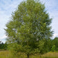 Birki / Ilmbjörk