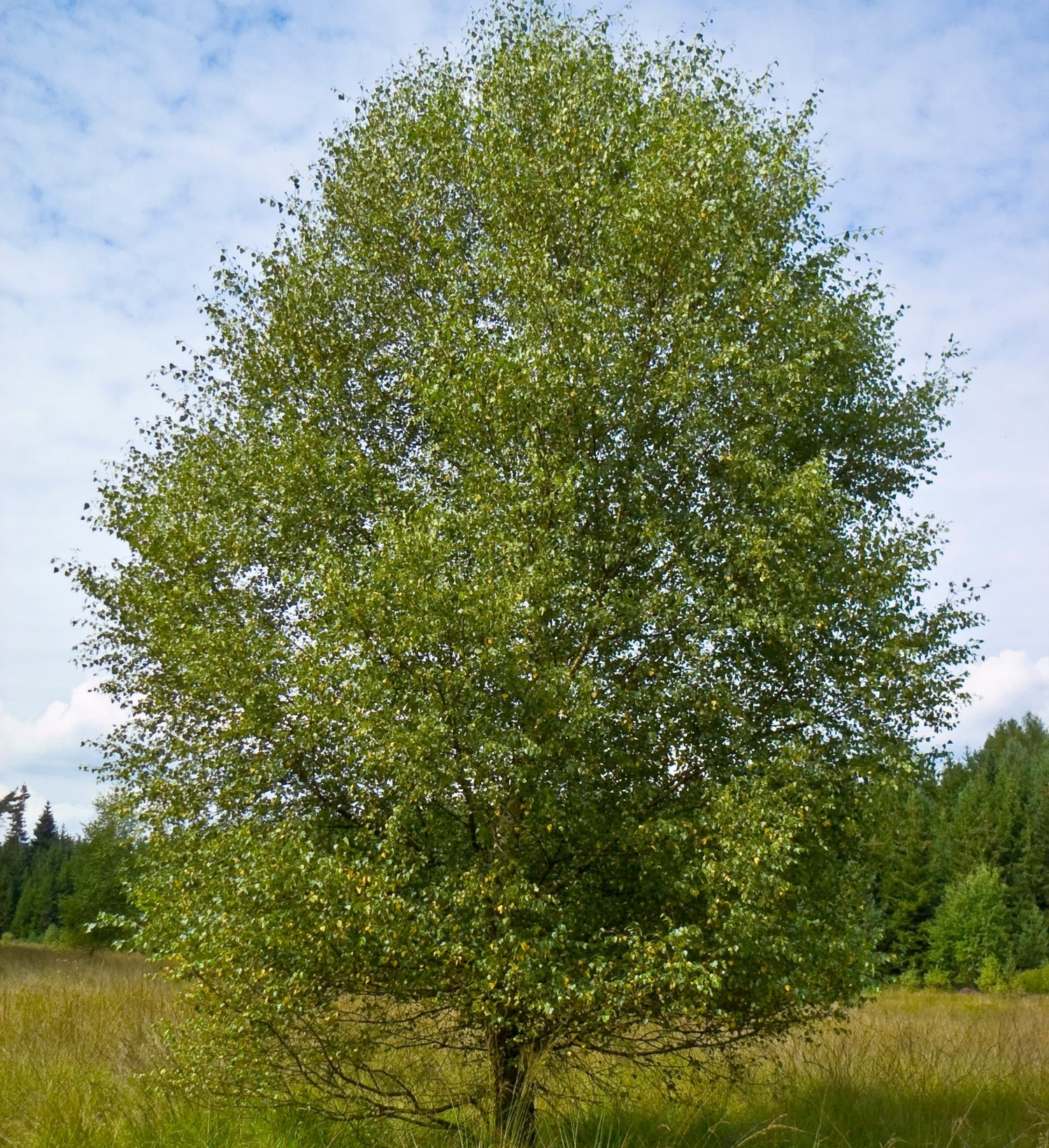 Birki / Ilmbjörk