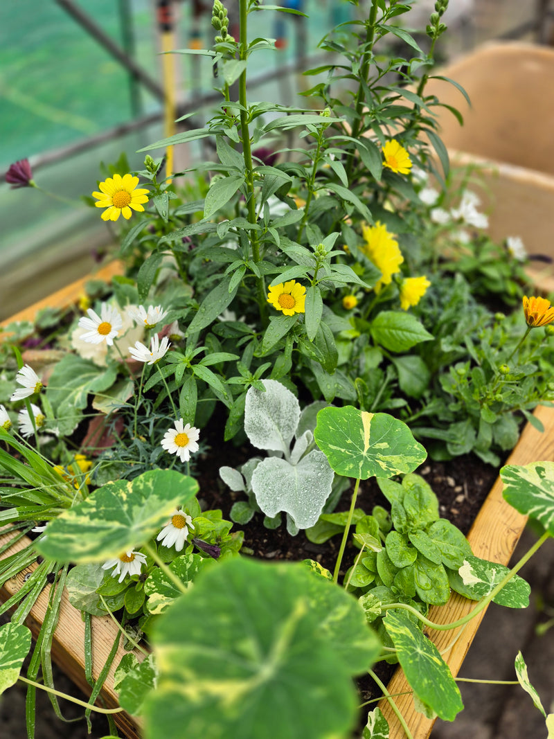 Blómaker í áskrift – Allt árið um kring