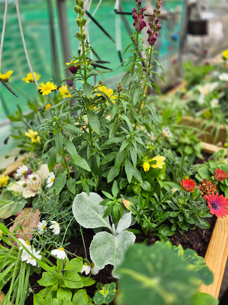 Blómaker í áskrift – Allt árið um kring