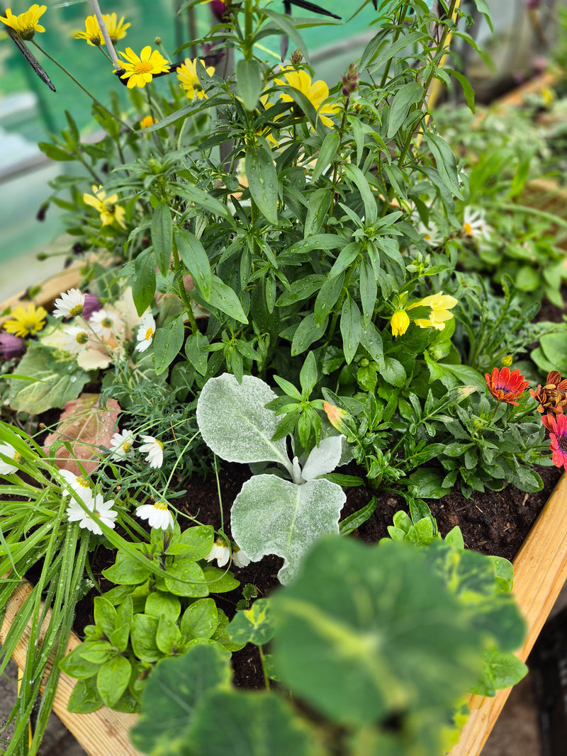 Blómaker í áskrift – Allt árið um kring