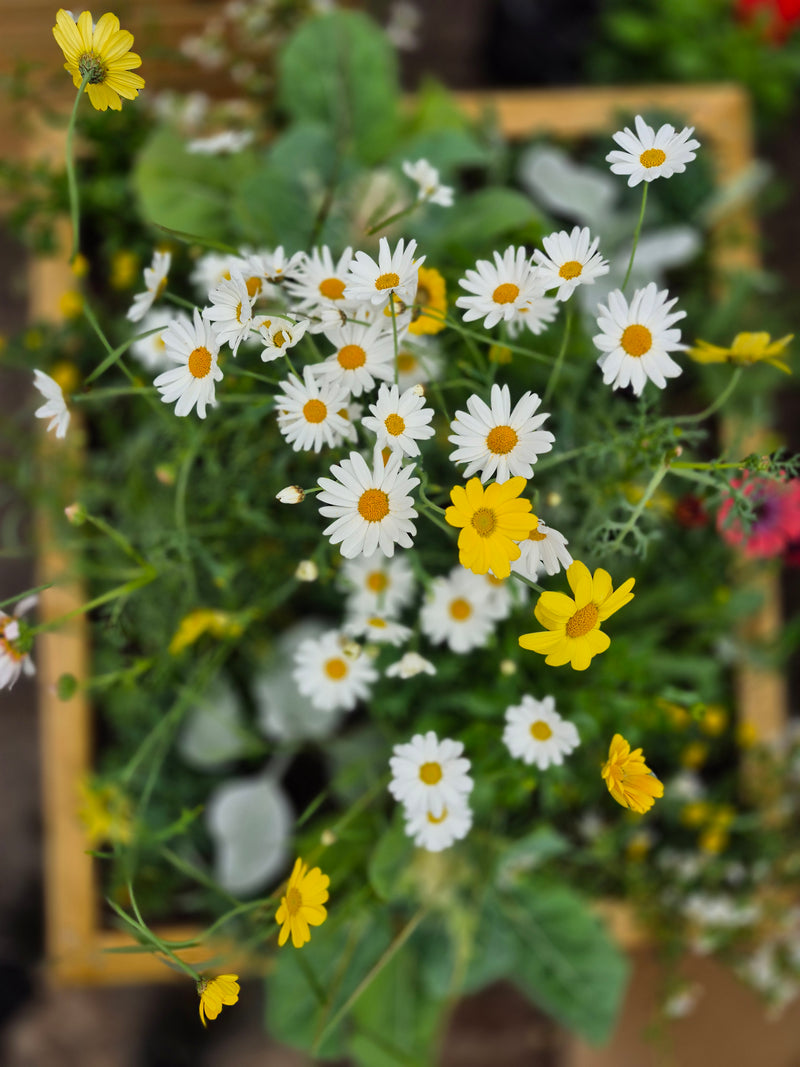 Blómaker í áskrift – Allt árið um kring