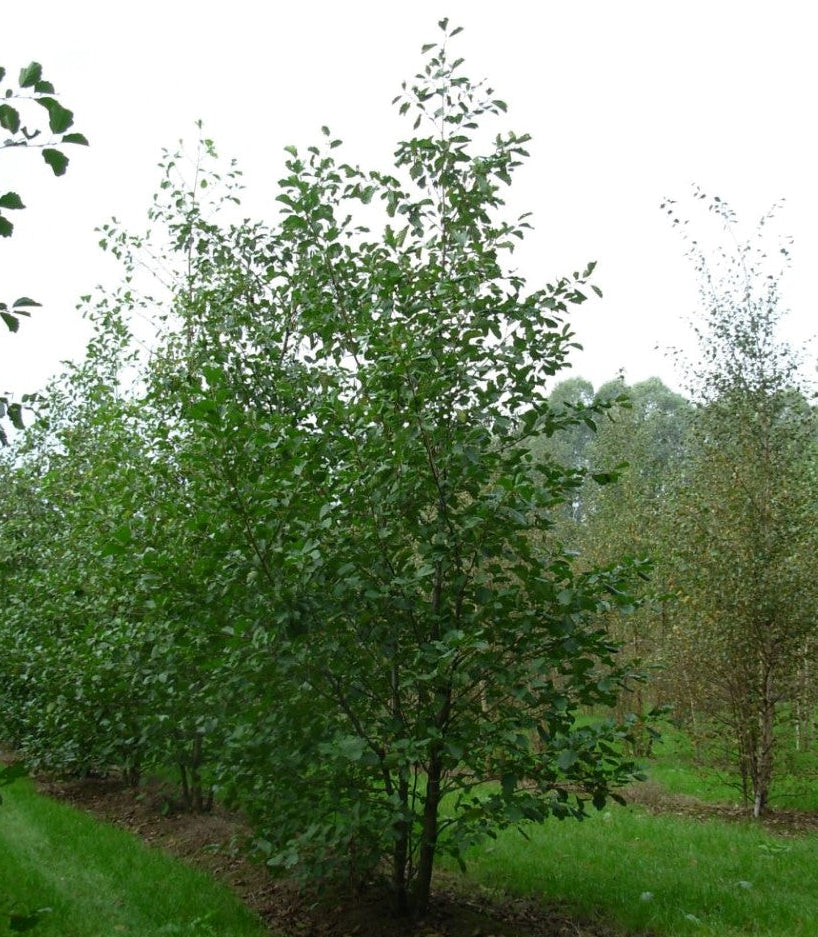 Gráelri