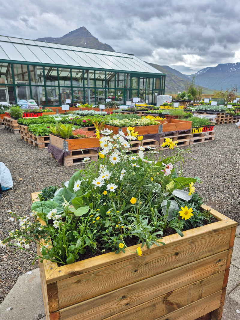 Blómaker í áskrift – Allt árið um kring