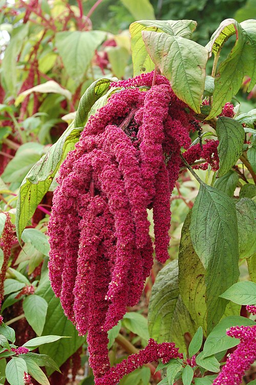 Skrauthali